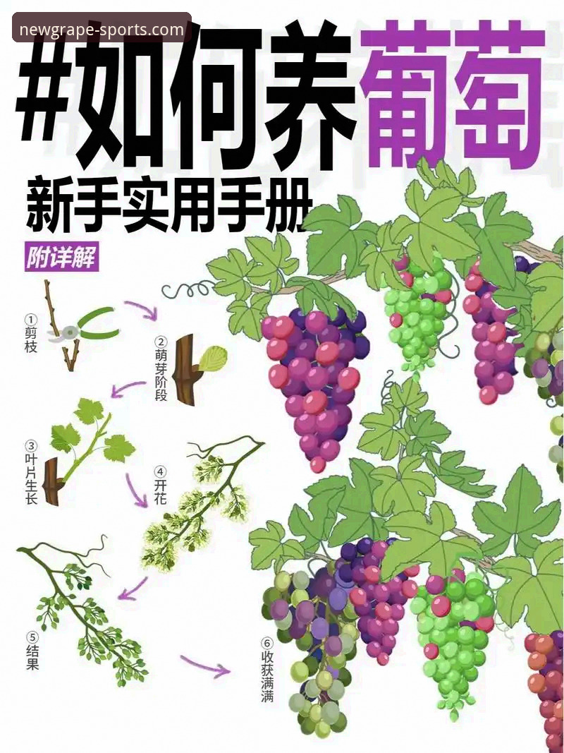 新葡萄官网下载 新葡萄官网下载实用指南:从零开始的完整操作流程与必备知识